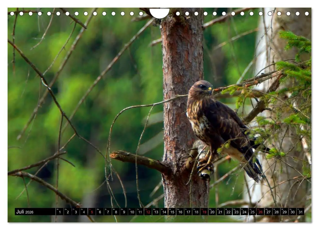 Bild: 9783516148060 | Faszination Greifvögel Schnelle Jäger (Wandkalender 2026 DIN A4...