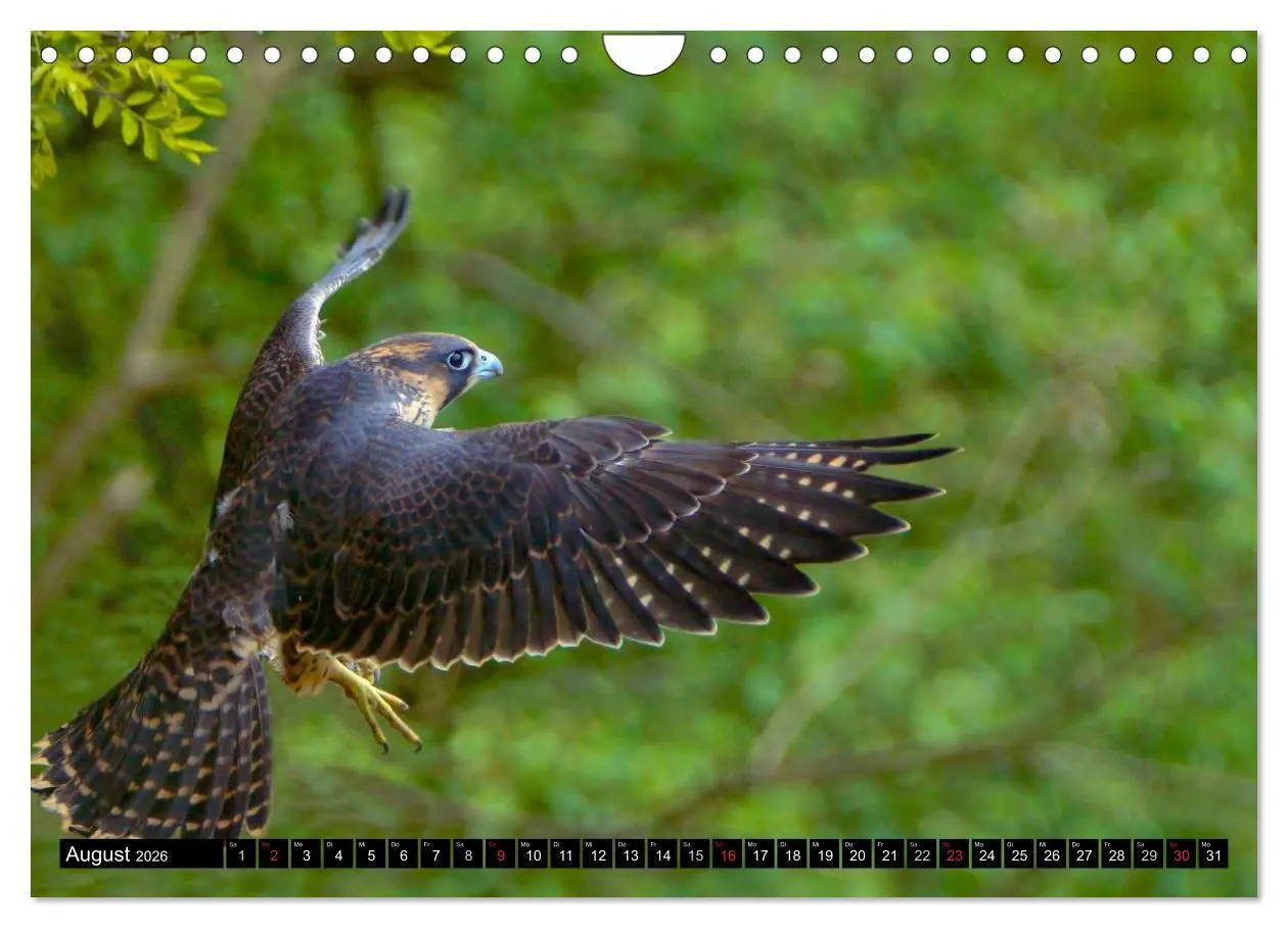 Bild: 9783516148060 | Faszination Greifvögel Schnelle Jäger (Wandkalender 2026 DIN A4...