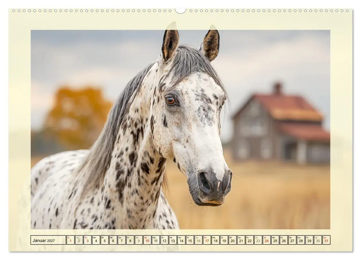 Bild: 9783516768060 | Knabstrupper Poesie. Gescheckte Eleganz im Farmsommer (Wandkalender...