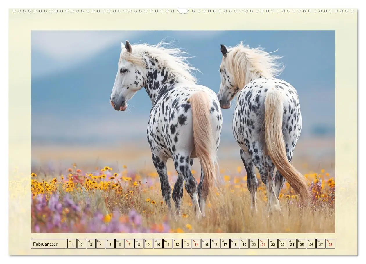 Bild: 9783516768060 | Knabstrupper Poesie. Gescheckte Eleganz im Farmsommer (Wandkalender...
