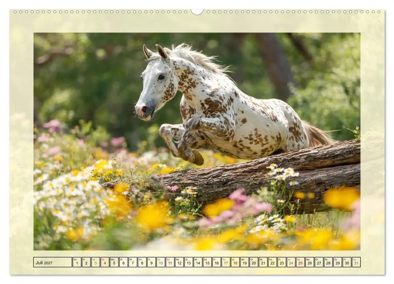 Bild: 9783516768060 | Knabstrupper Poesie. Gescheckte Eleganz im Farmsommer (Wandkalender...