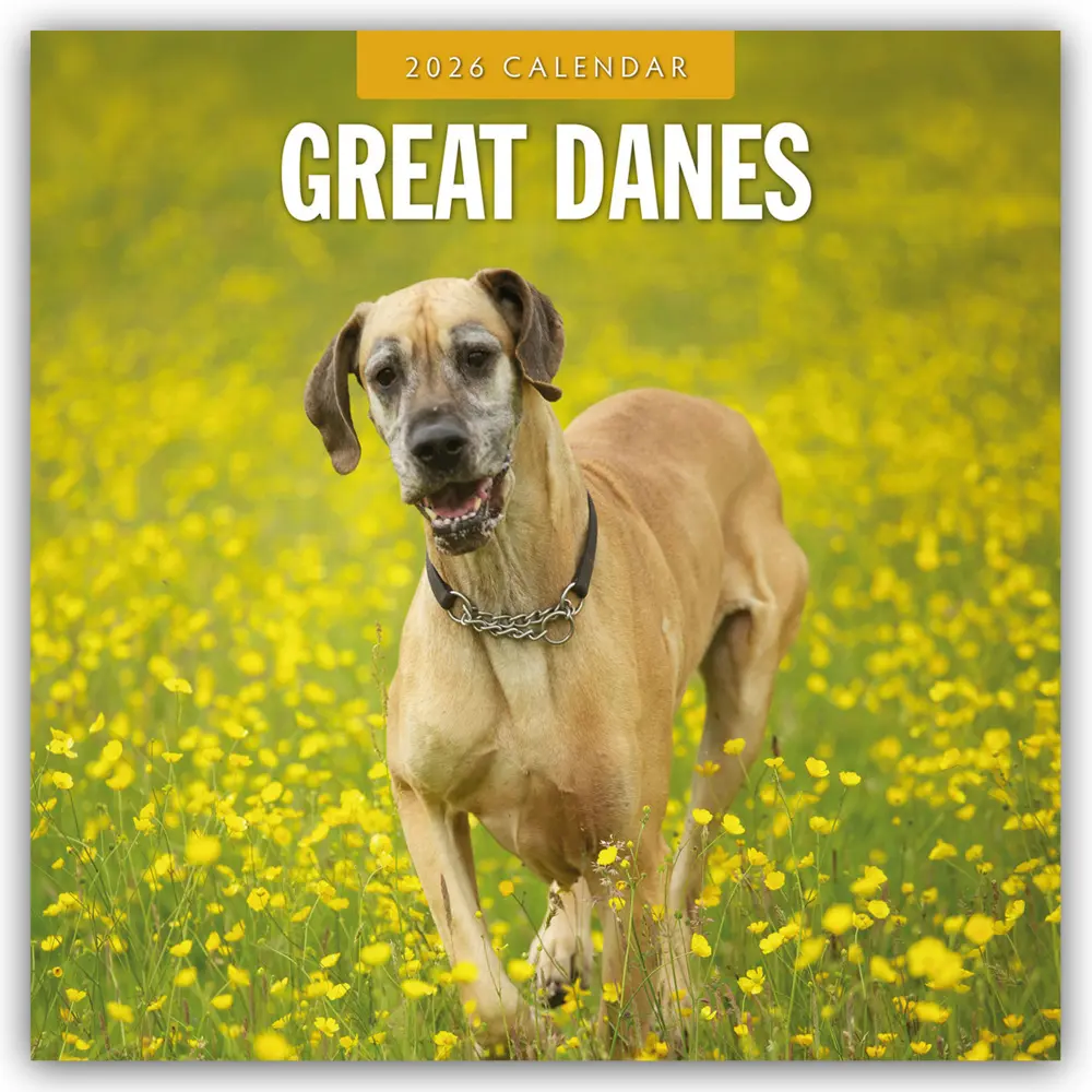 Cover: 9781804428160 | Great Danes - Deutsche Dogge 2026 - 16-Monatskalender | Ltd | Kalender