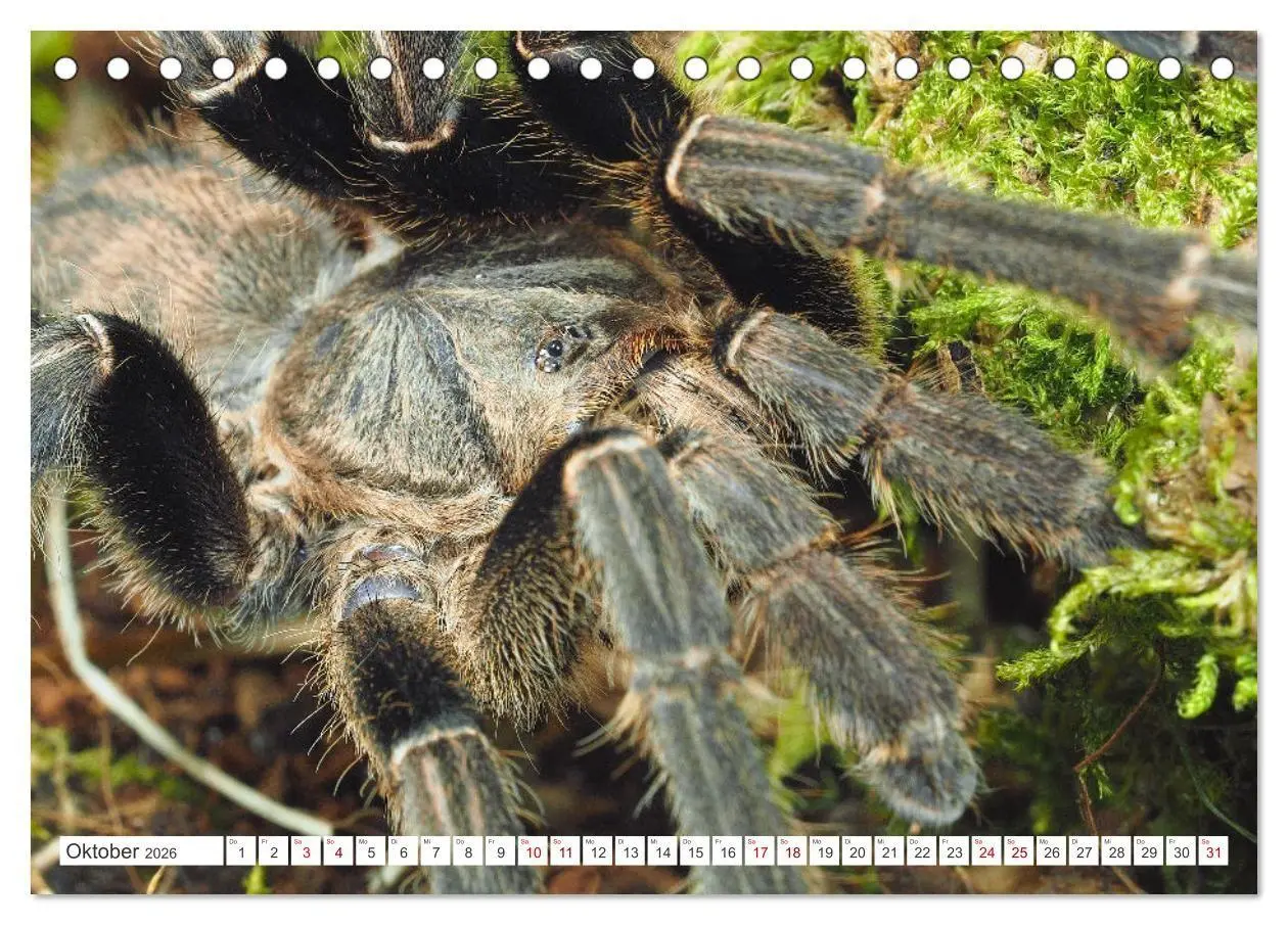 Bild: 9783457348260 | Haarige Gesellen (Tischkalender 2026 DIN A5 quer), CALVENDO...