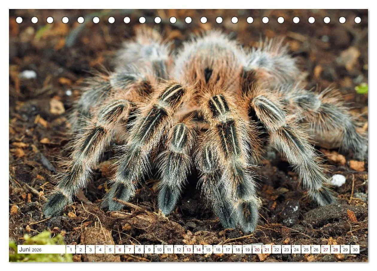 Bild: 9783457348260 | Haarige Gesellen (Tischkalender 2026 DIN A5 quer), CALVENDO...