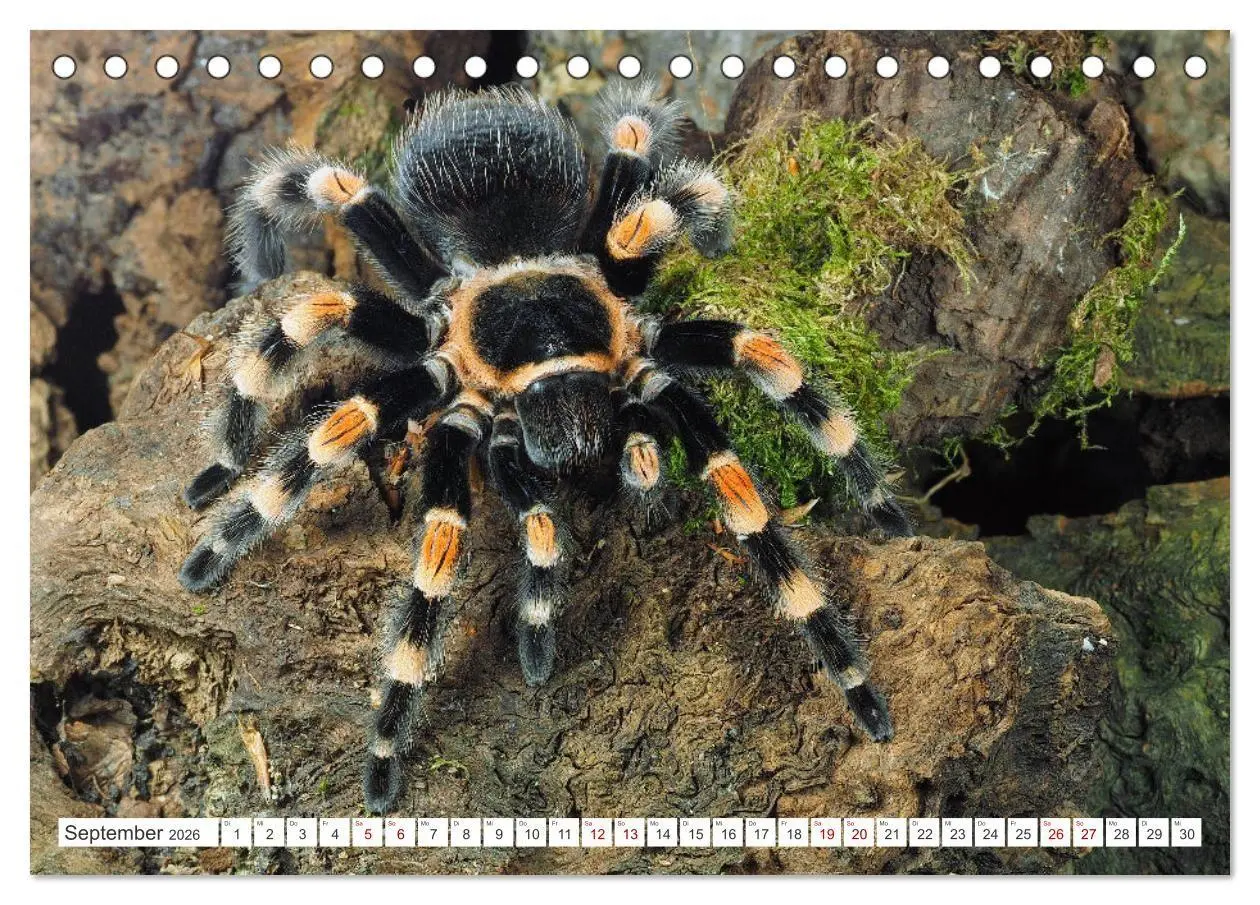 Bild: 9783457348260 | Haarige Gesellen (Tischkalender 2026 DIN A5 quer), CALVENDO...