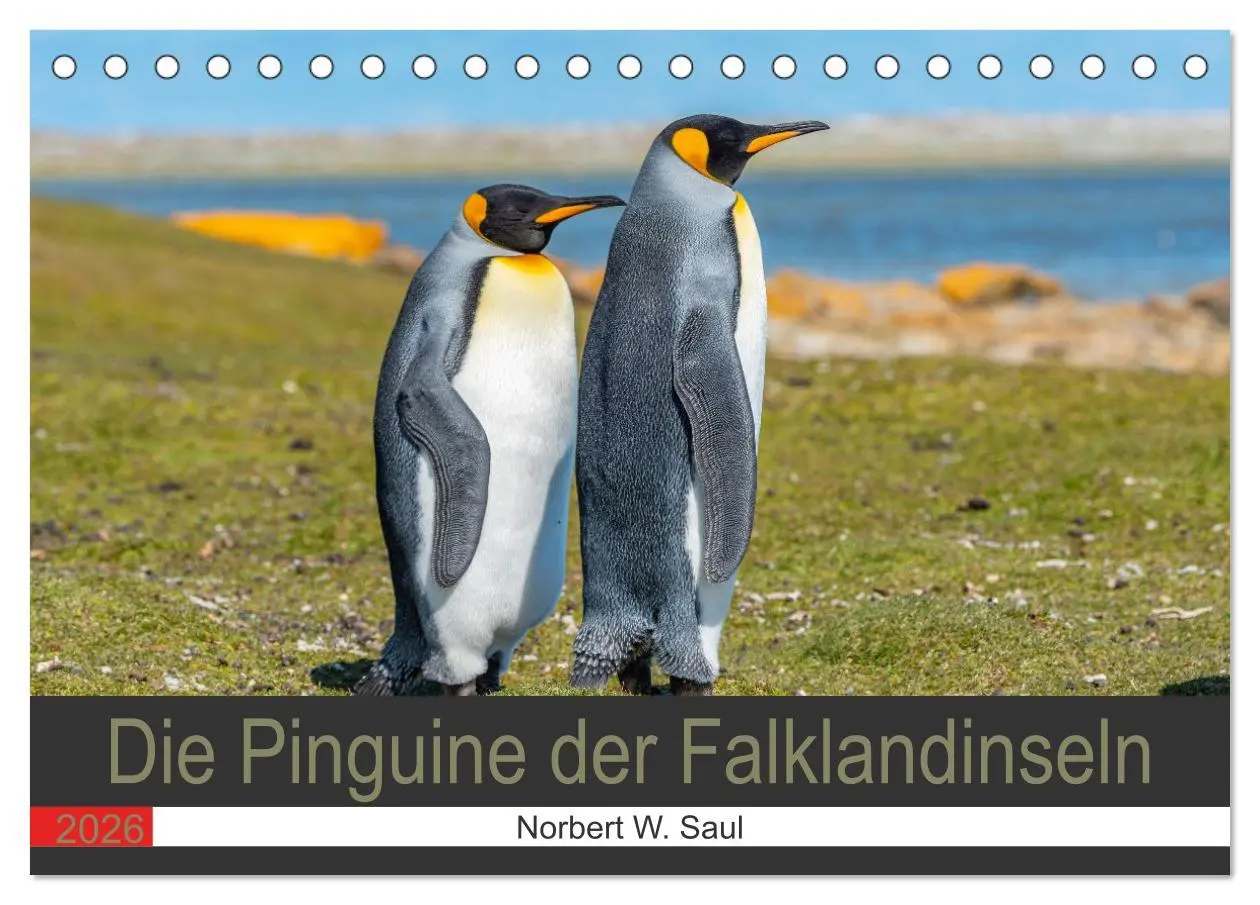 Cover: 9783457658260 | Die Pinguine der Falklandinseln (Tischkalender 2026 DIN A5 quer),...
