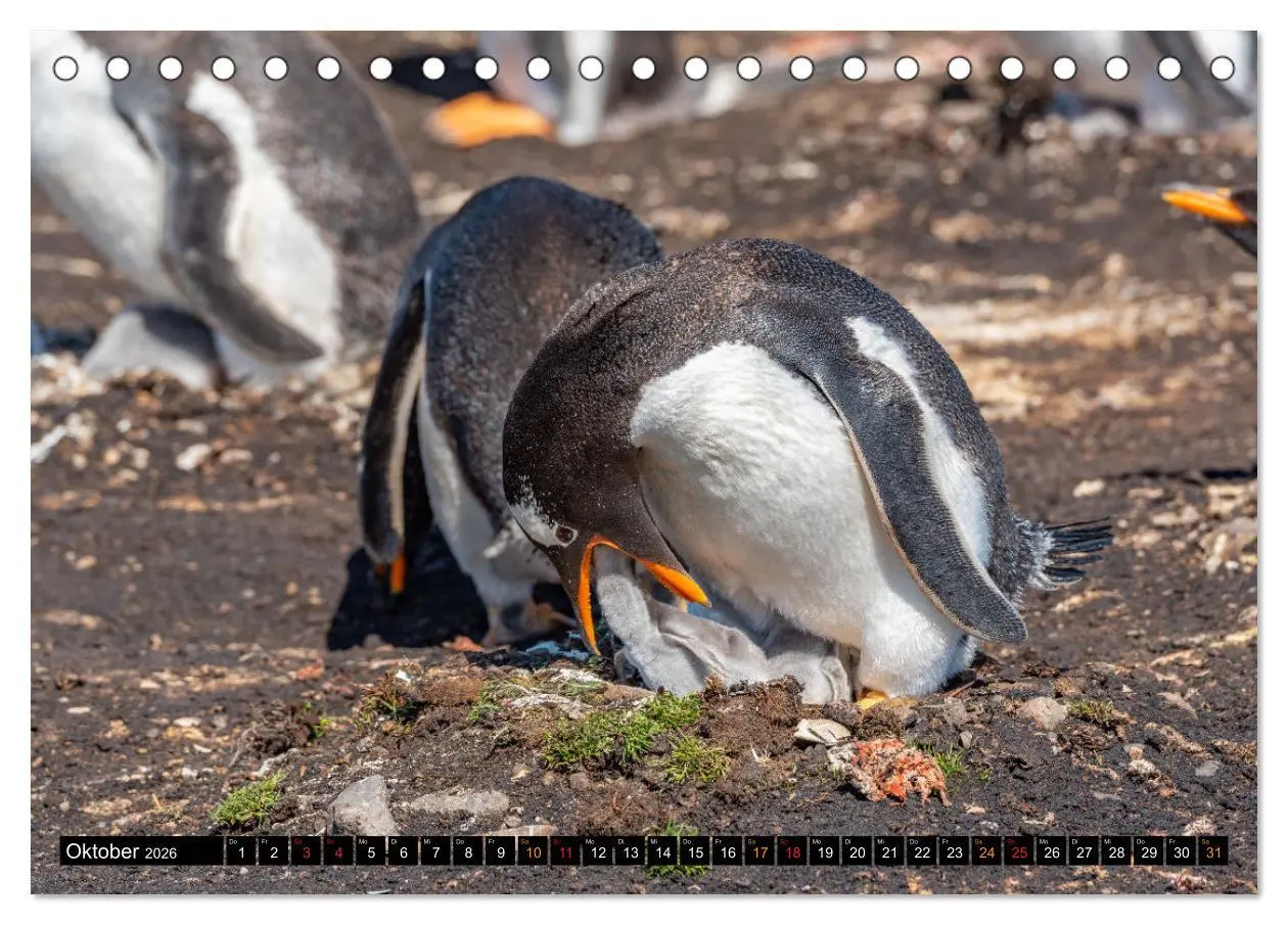 Bild: 9783457658260 | Die Pinguine der Falklandinseln (Tischkalender 2026 DIN A5 quer),...