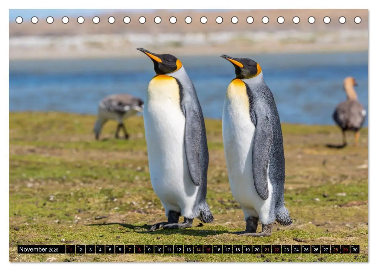 Bild: 9783457658260 | Die Pinguine der Falklandinseln (Tischkalender 2026 DIN A5 quer),...