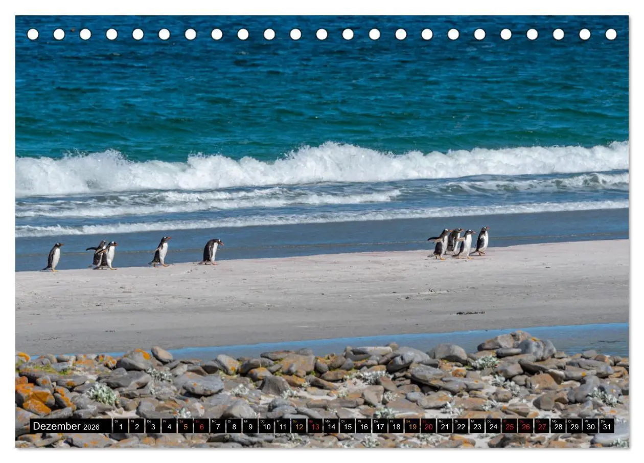 Bild: 9783457658260 | Die Pinguine der Falklandinseln (Tischkalender 2026 DIN A5 quer),...