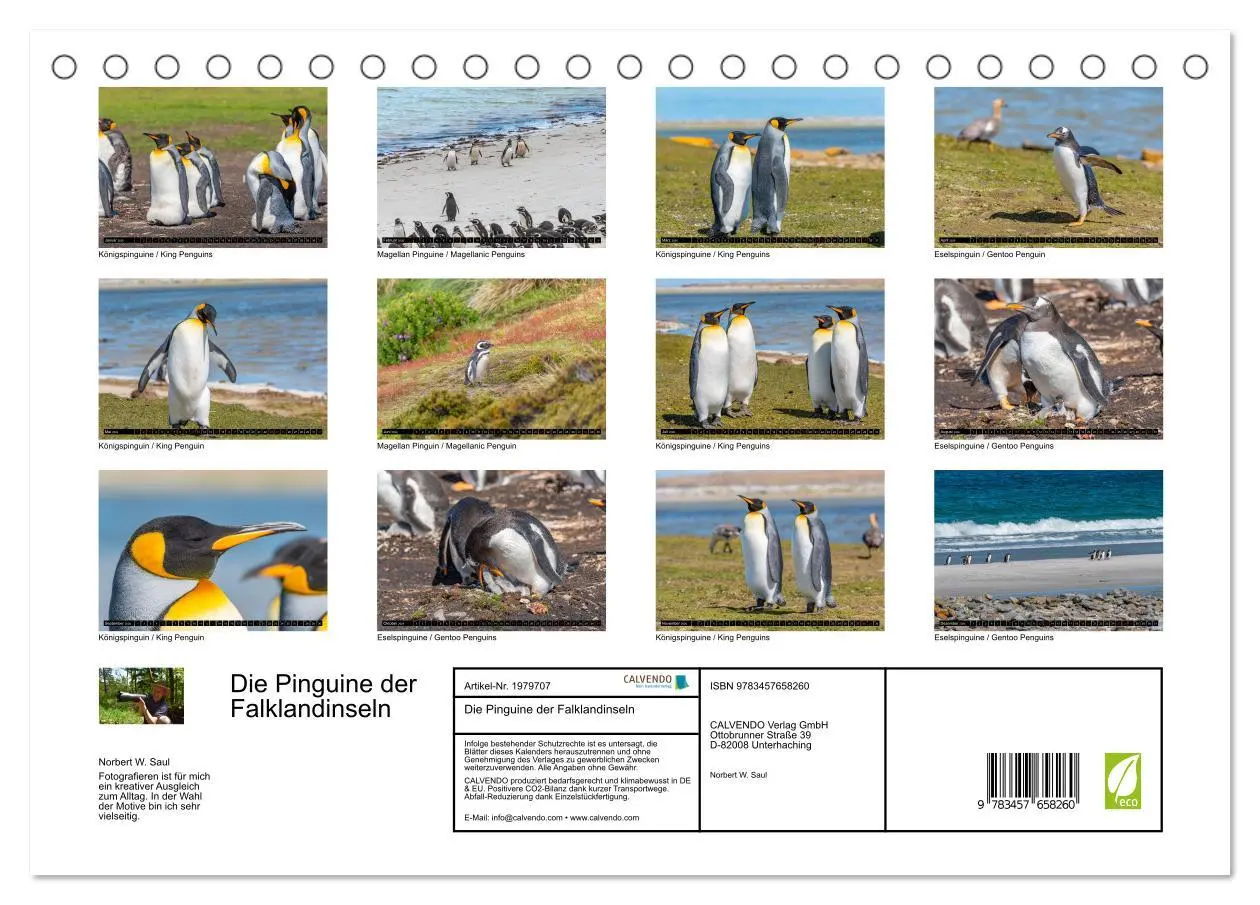 Bild: 9783457658260 | Die Pinguine der Falklandinseln (Tischkalender 2026 DIN A5 quer),...