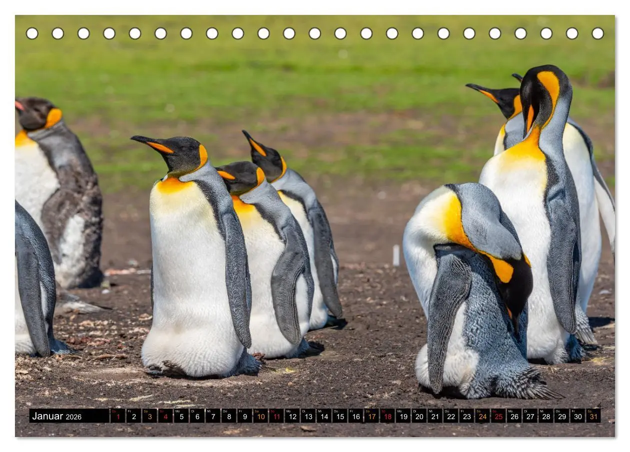 Bild: 9783457658260 | Die Pinguine der Falklandinseln (Tischkalender 2026 DIN A5 quer),...