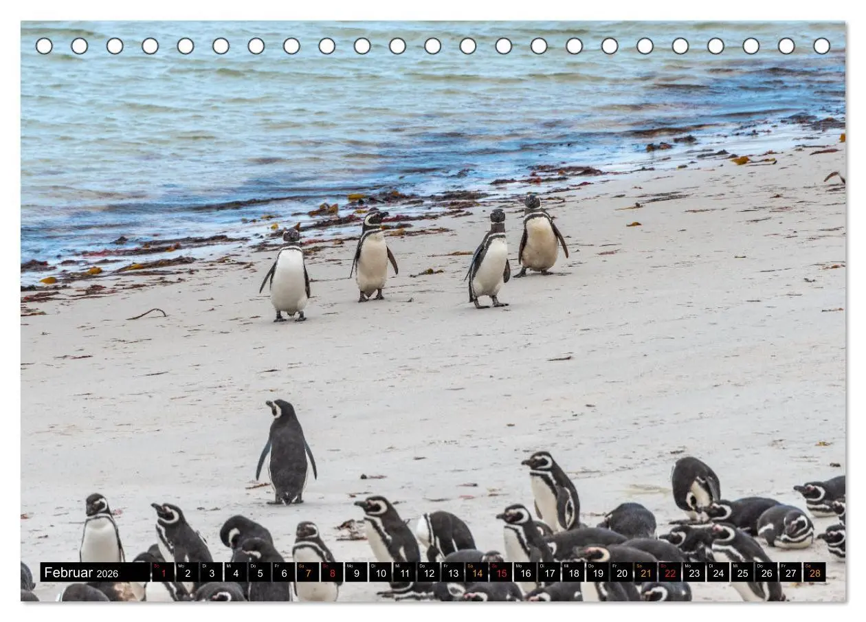 Bild: 9783457658260 | Die Pinguine der Falklandinseln (Tischkalender 2026 DIN A5 quer),...