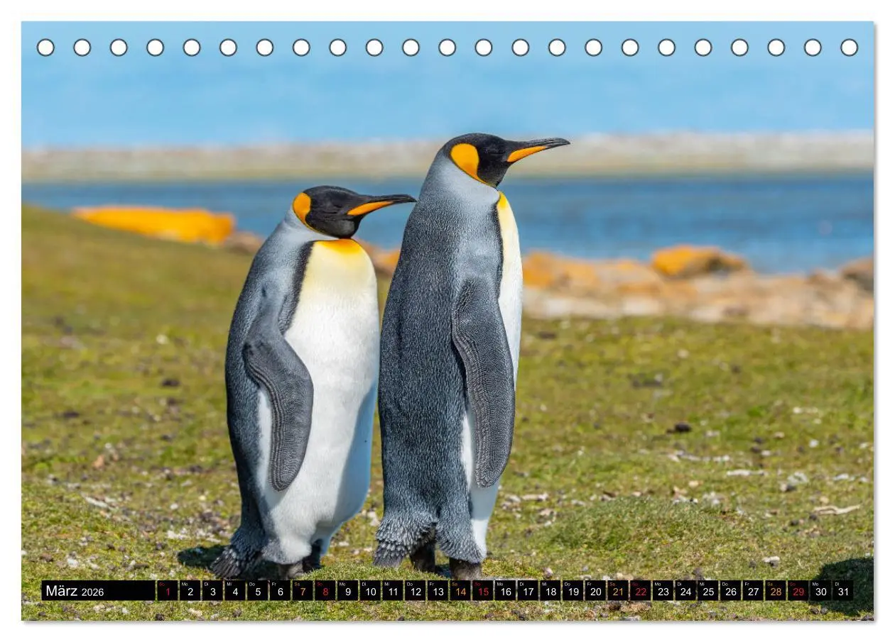 Bild: 9783457658260 | Die Pinguine der Falklandinseln (Tischkalender 2026 DIN A5 quer),...