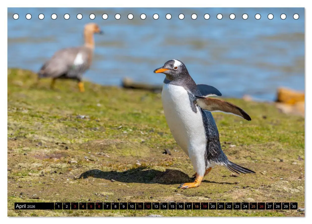 Bild: 9783457658260 | Die Pinguine der Falklandinseln (Tischkalender 2026 DIN A5 quer),...