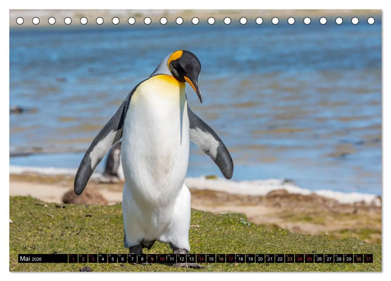 Bild: 9783457658260 | Die Pinguine der Falklandinseln (Tischkalender 2026 DIN A5 quer),...