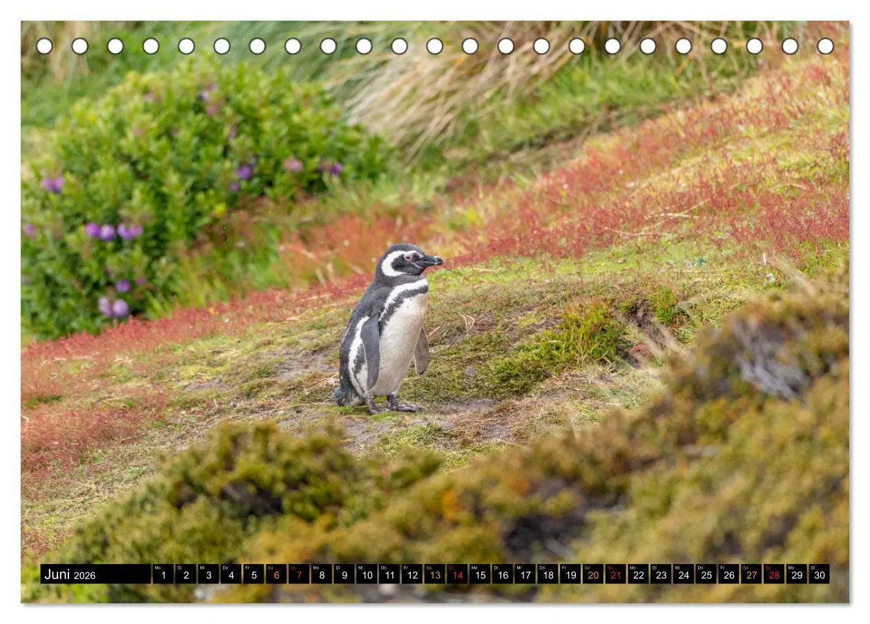 Bild: 9783457658260 | Die Pinguine der Falklandinseln (Tischkalender 2026 DIN A5 quer),...