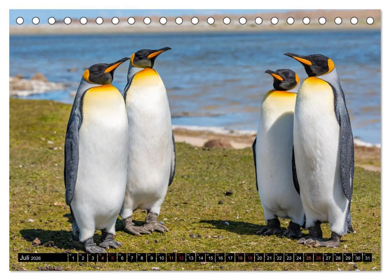 Bild: 9783457658260 | Die Pinguine der Falklandinseln (Tischkalender 2026 DIN A5 quer),...