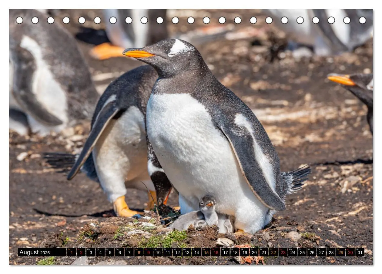 Bild: 9783457658260 | Die Pinguine der Falklandinseln (Tischkalender 2026 DIN A5 quer),...