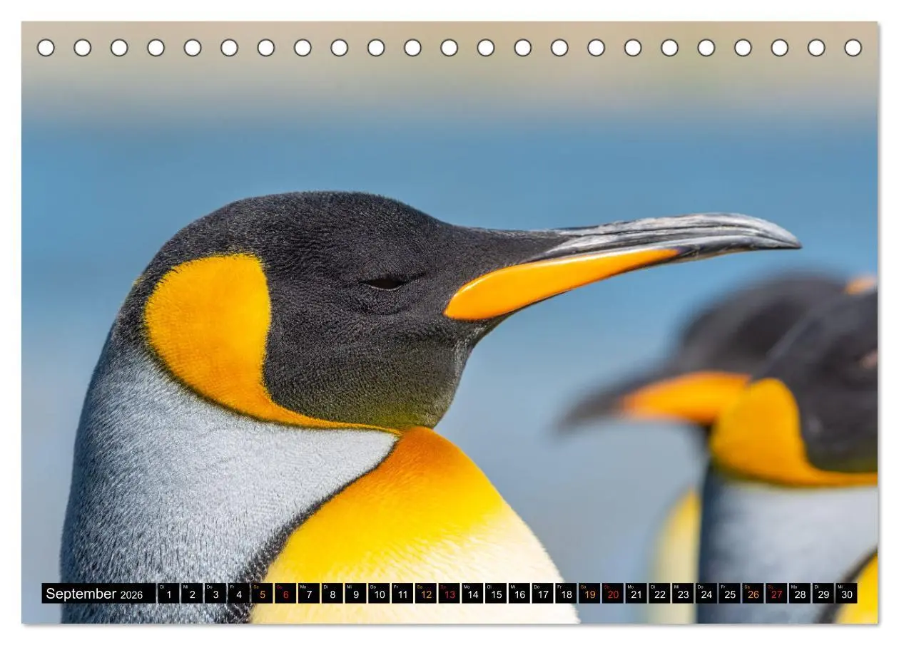 Bild: 9783457658260 | Die Pinguine der Falklandinseln (Tischkalender 2026 DIN A5 quer),...