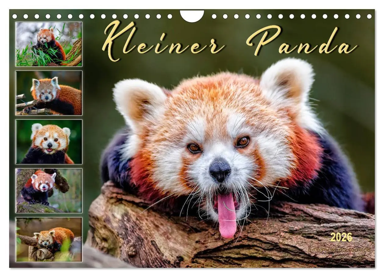 Cover: 9783457898260 | Kleiner Panda (Wandkalender 2026 DIN A4 quer), CALVENDO Monatskalender