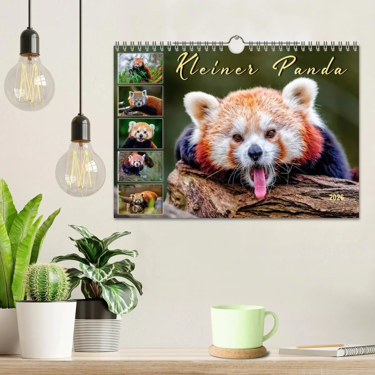 Bild: 9783457898260 | Kleiner Panda (Wandkalender 2026 DIN A4 quer), CALVENDO Monatskalender