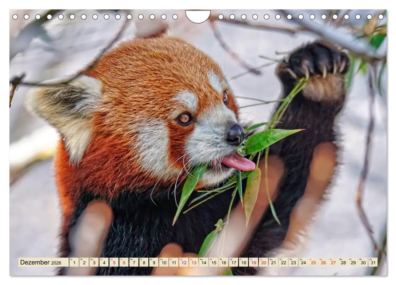 Bild: 9783457898260 | Kleiner Panda (Wandkalender 2026 DIN A4 quer), CALVENDO Monatskalender