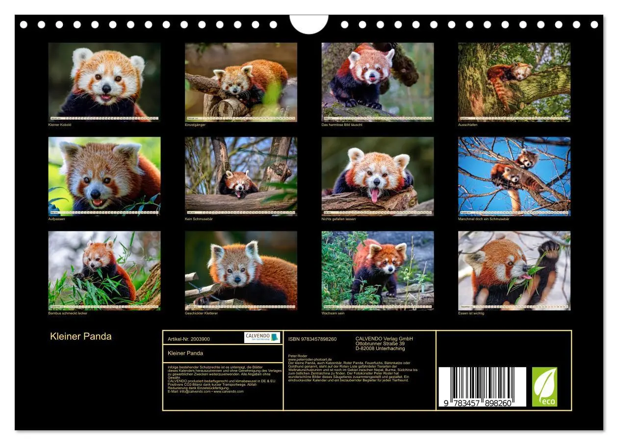 Bild: 9783457898260 | Kleiner Panda (Wandkalender 2026 DIN A4 quer), CALVENDO Monatskalender