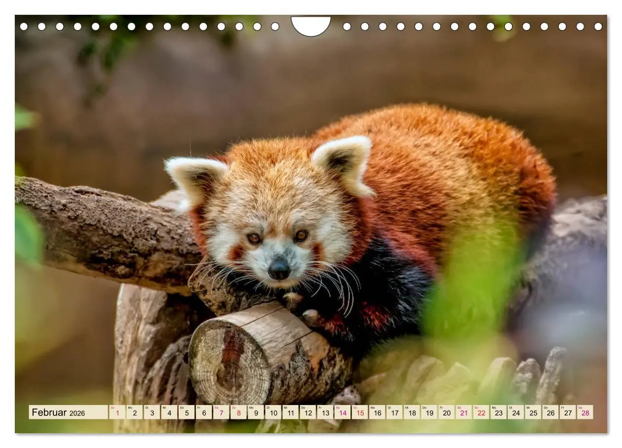 Bild: 9783457898260 | Kleiner Panda (Wandkalender 2026 DIN A4 quer), CALVENDO Monatskalender