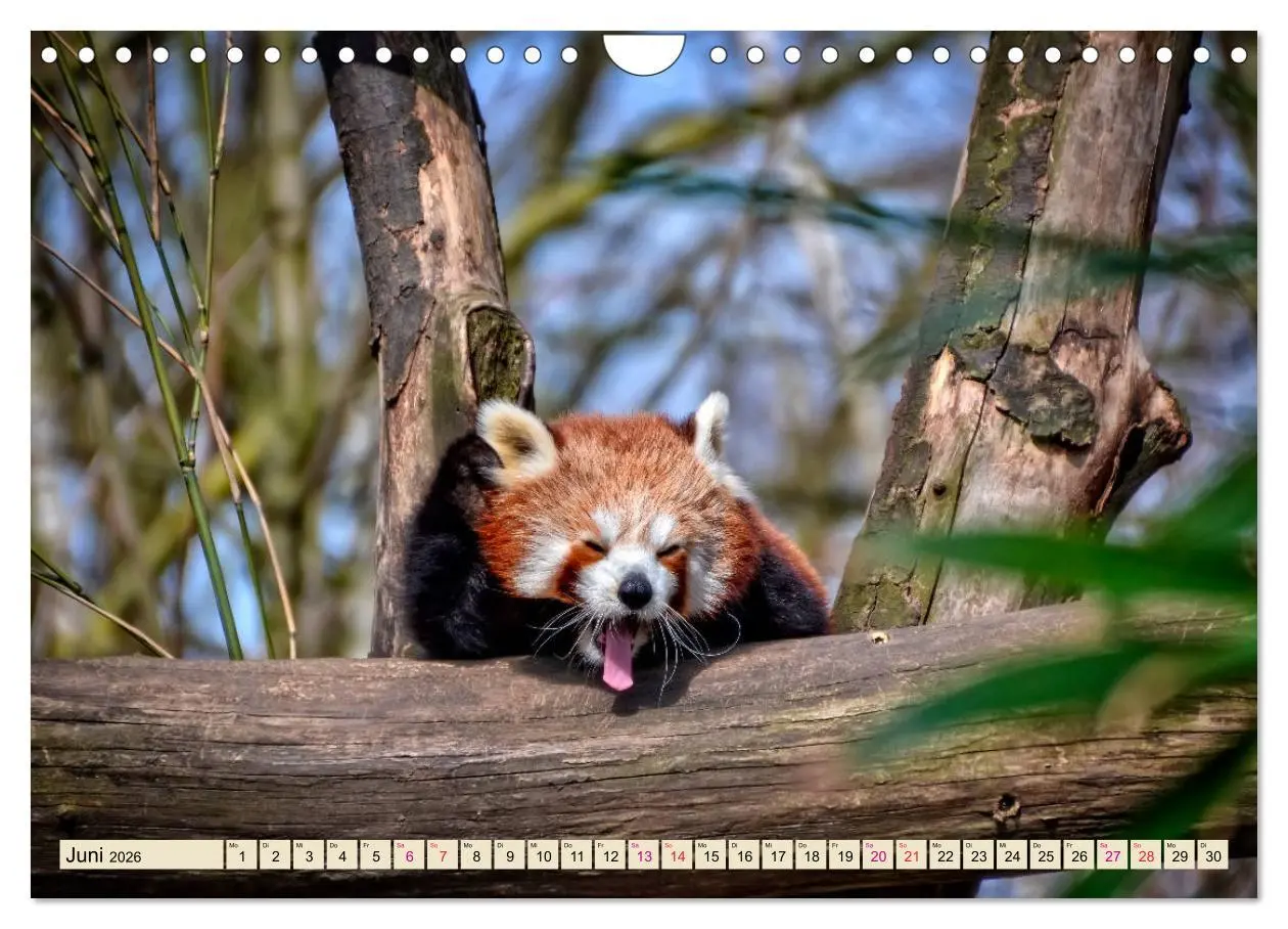 Bild: 9783457898260 | Kleiner Panda (Wandkalender 2026 DIN A4 quer), CALVENDO Monatskalender