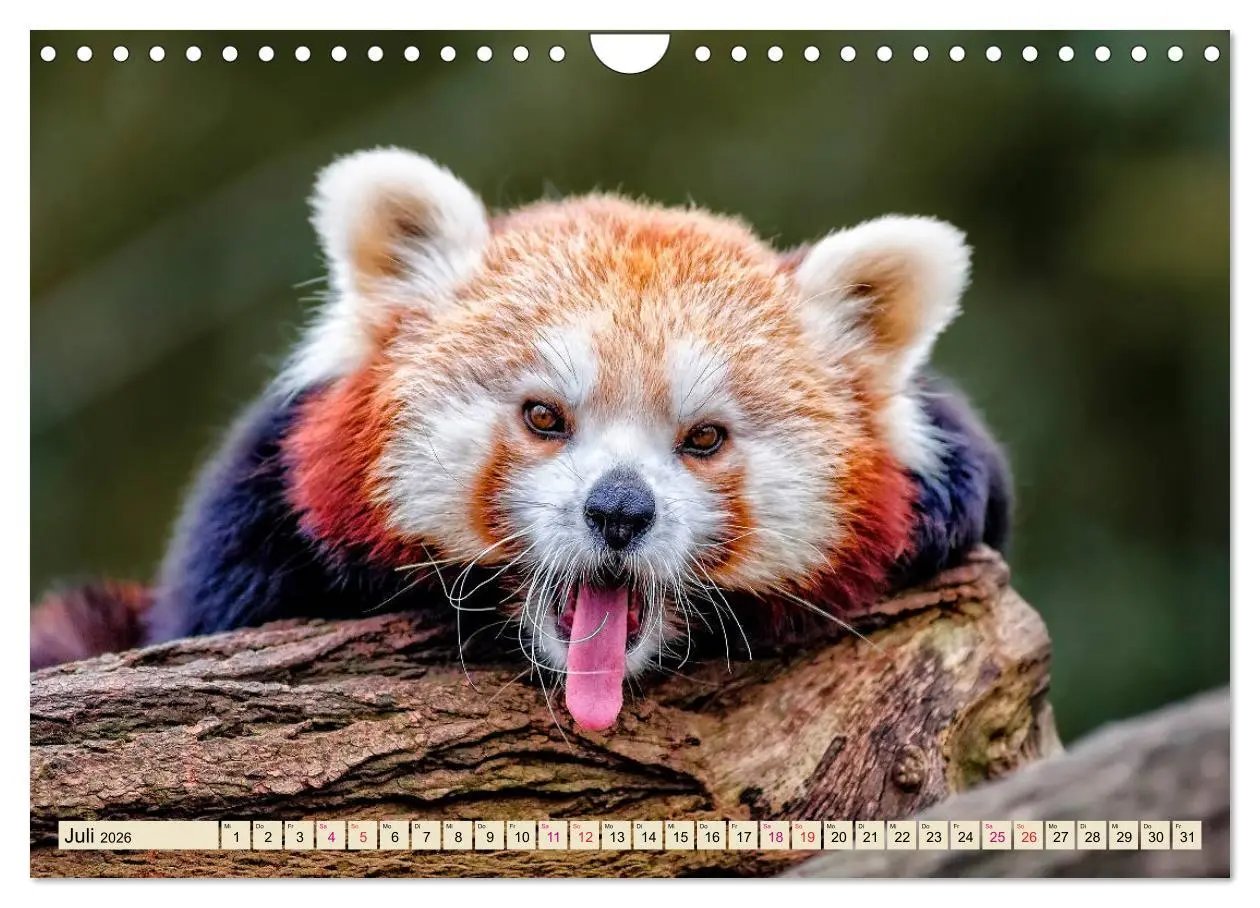 Bild: 9783457898260 | Kleiner Panda (Wandkalender 2026 DIN A4 quer), CALVENDO Monatskalender