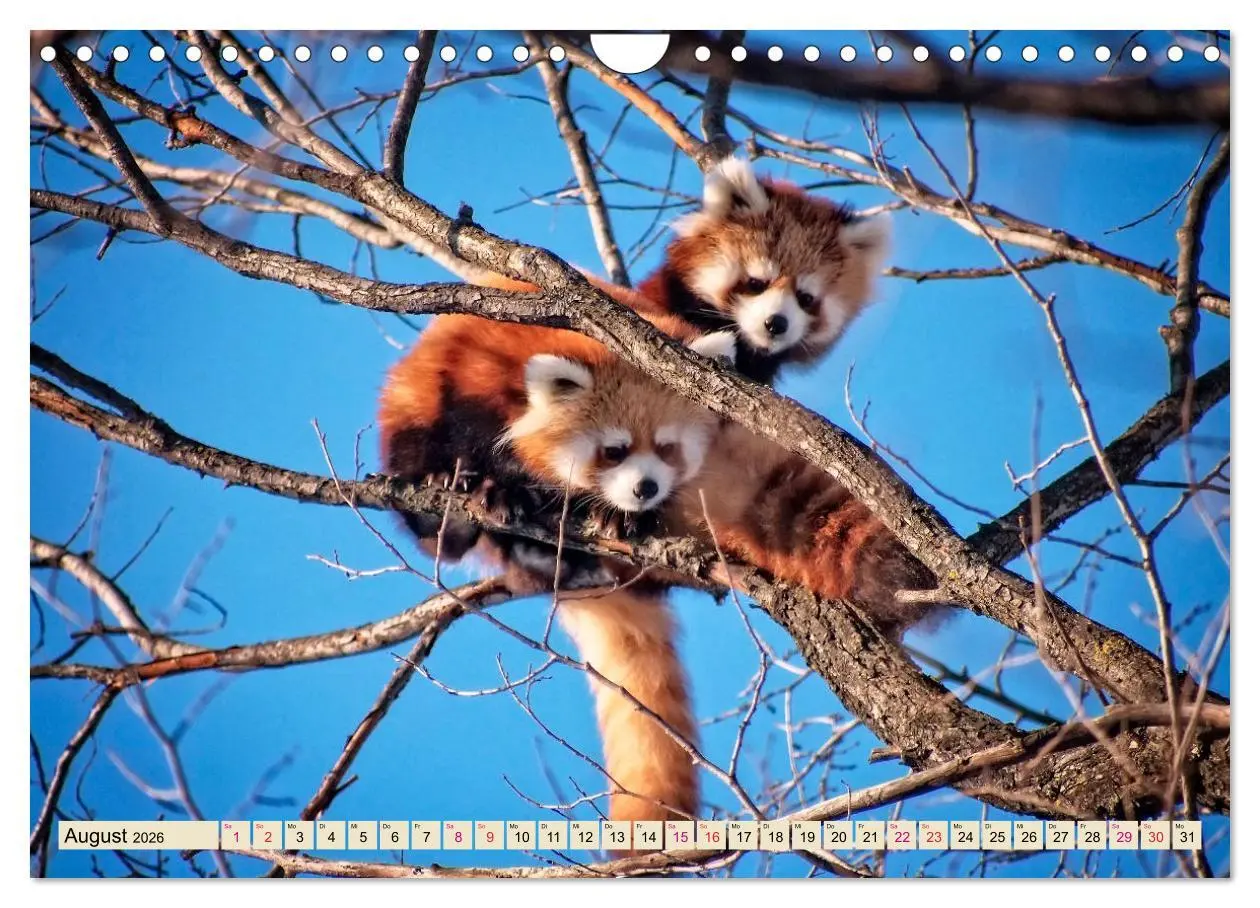 Bild: 9783457898260 | Kleiner Panda (Wandkalender 2026 DIN A4 quer), CALVENDO Monatskalender