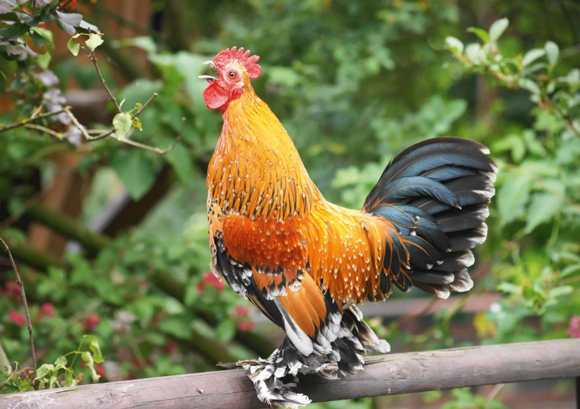 Bild: 9783625198260 | Postkartenblock Hühner | Taschenbuch | 42 S. | Deutsch | 2025