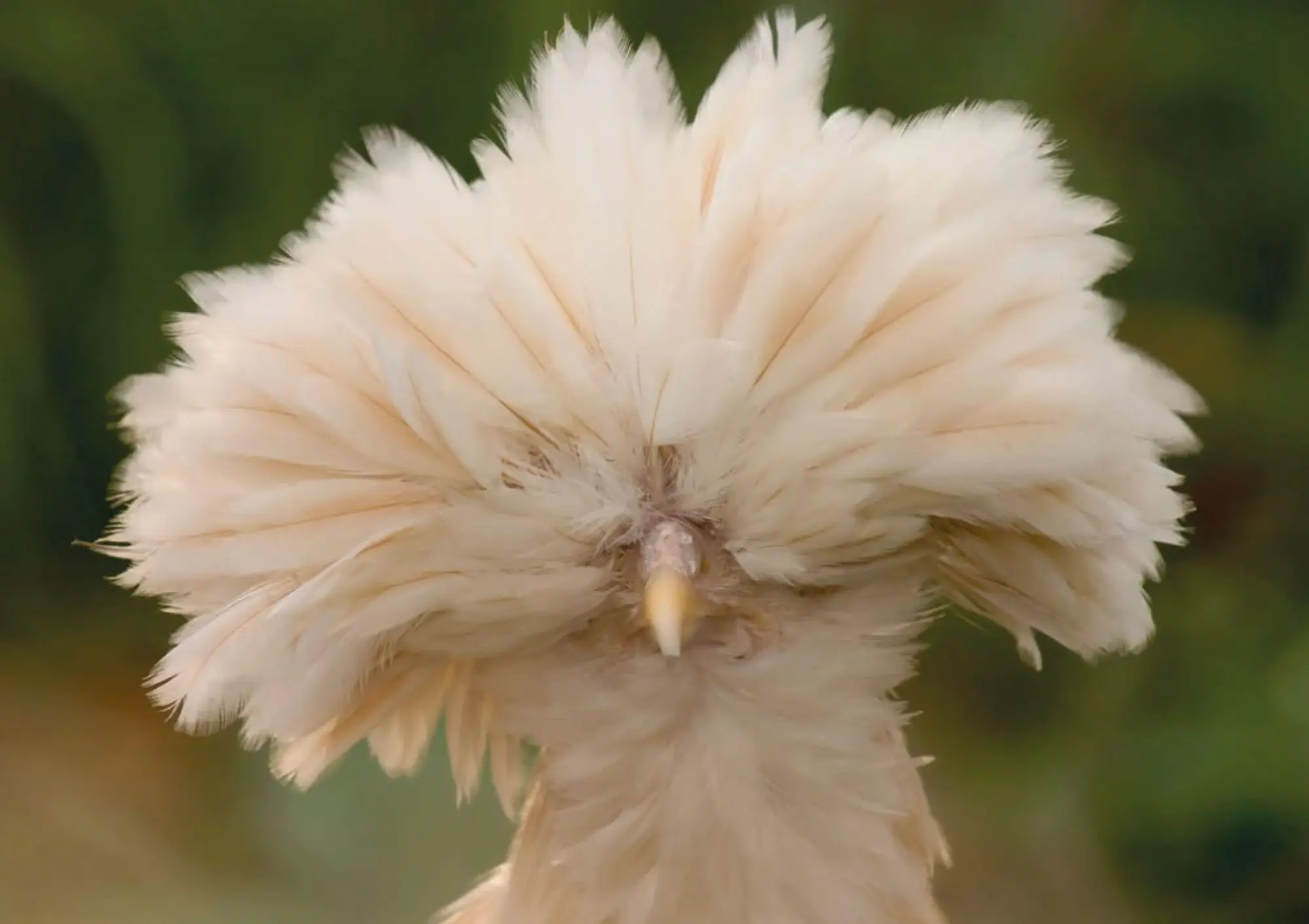 Bild: 9783625198260 | Postkartenblock Hühner | Taschenbuch | 42 S. | Deutsch | 2025