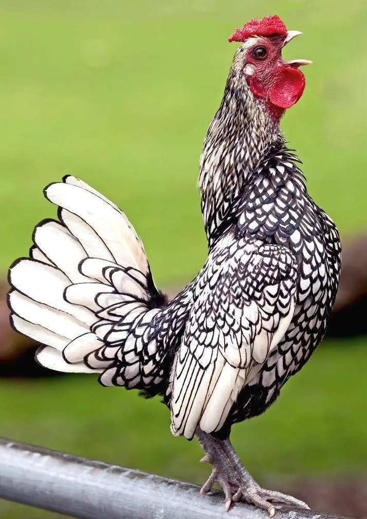 Bild: 9783625198260 | Postkartenblock Hühner | Taschenbuch | 42 S. | Deutsch | 2025