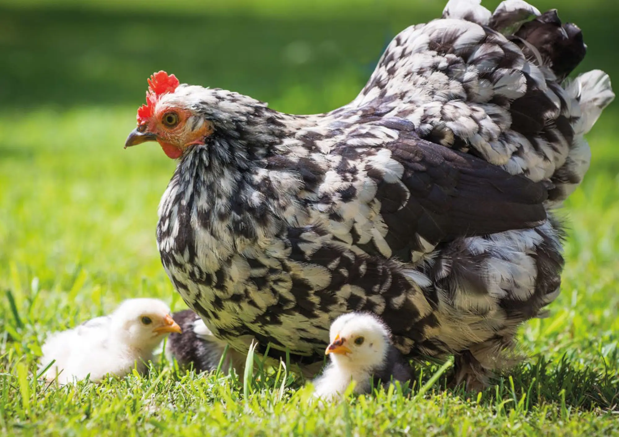 Bild: 9783625198260 | Postkartenblock Hühner | Taschenbuch | 42 S. | Deutsch | 2025