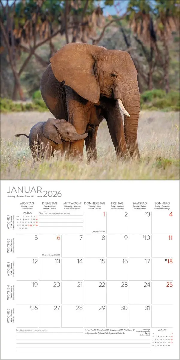 Bild: 9783731888260 | Elefanten 2026 | Verlag Korsch | Kalender | 13 S. | Deutsch | 2026