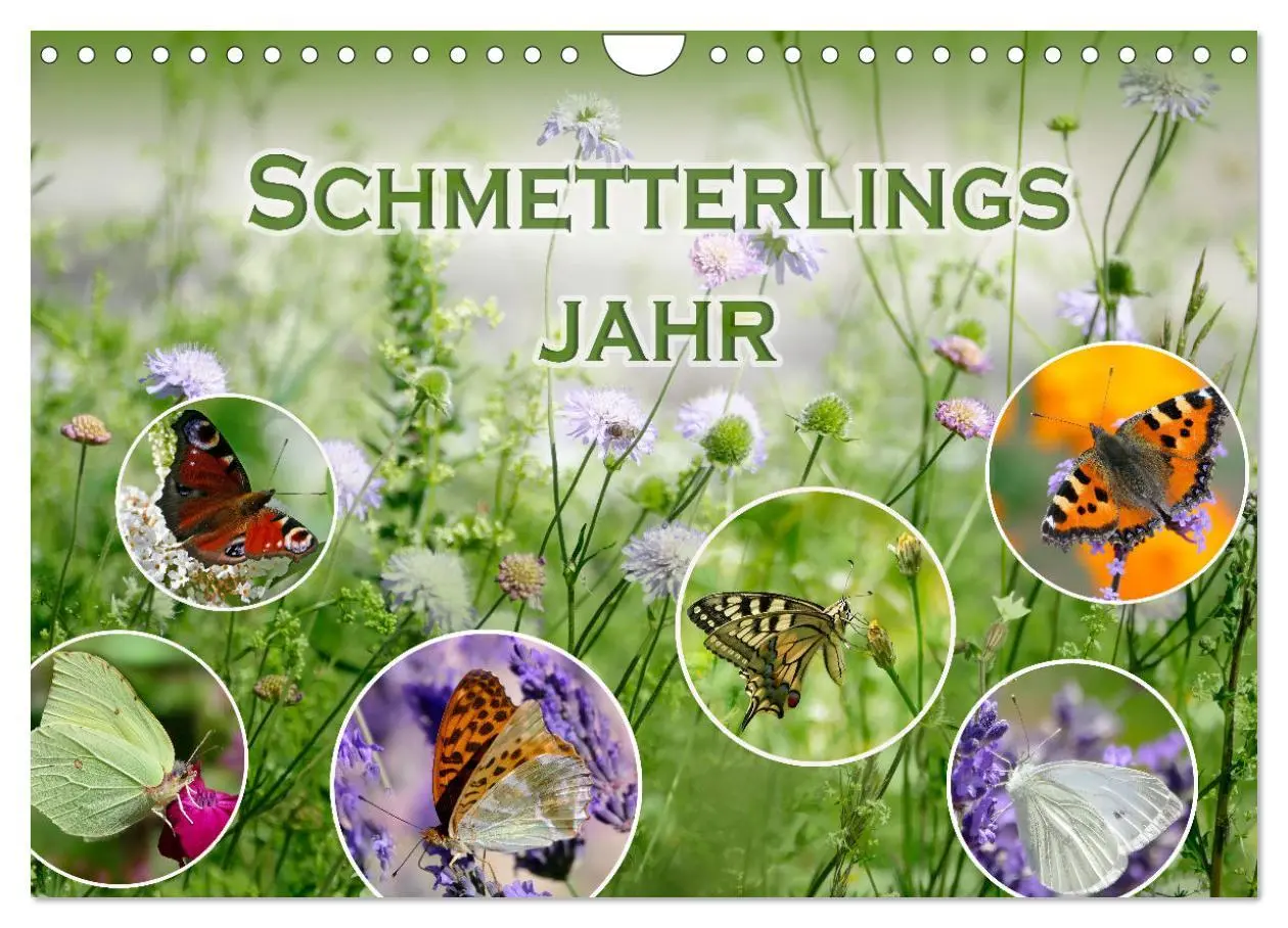 Cover: 9783457568460 | Schmetterlingsjahr (Wandkalender 2026 DIN A4 quer), CALVENDO...