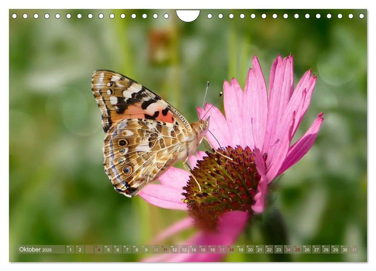 Bild: 9783457568460 | Schmetterlingsjahr (Wandkalender 2026 DIN A4 quer), CALVENDO...