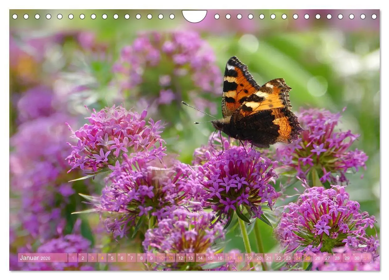 Bild: 9783457568460 | Schmetterlingsjahr (Wandkalender 2026 DIN A4 quer), CALVENDO...