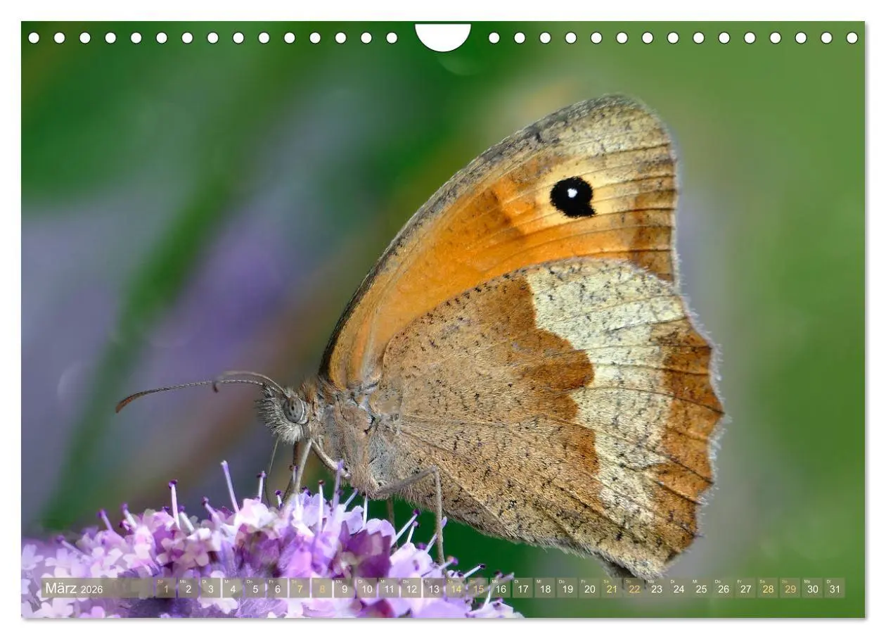 Bild: 9783457568460 | Schmetterlingsjahr (Wandkalender 2026 DIN A4 quer), CALVENDO...