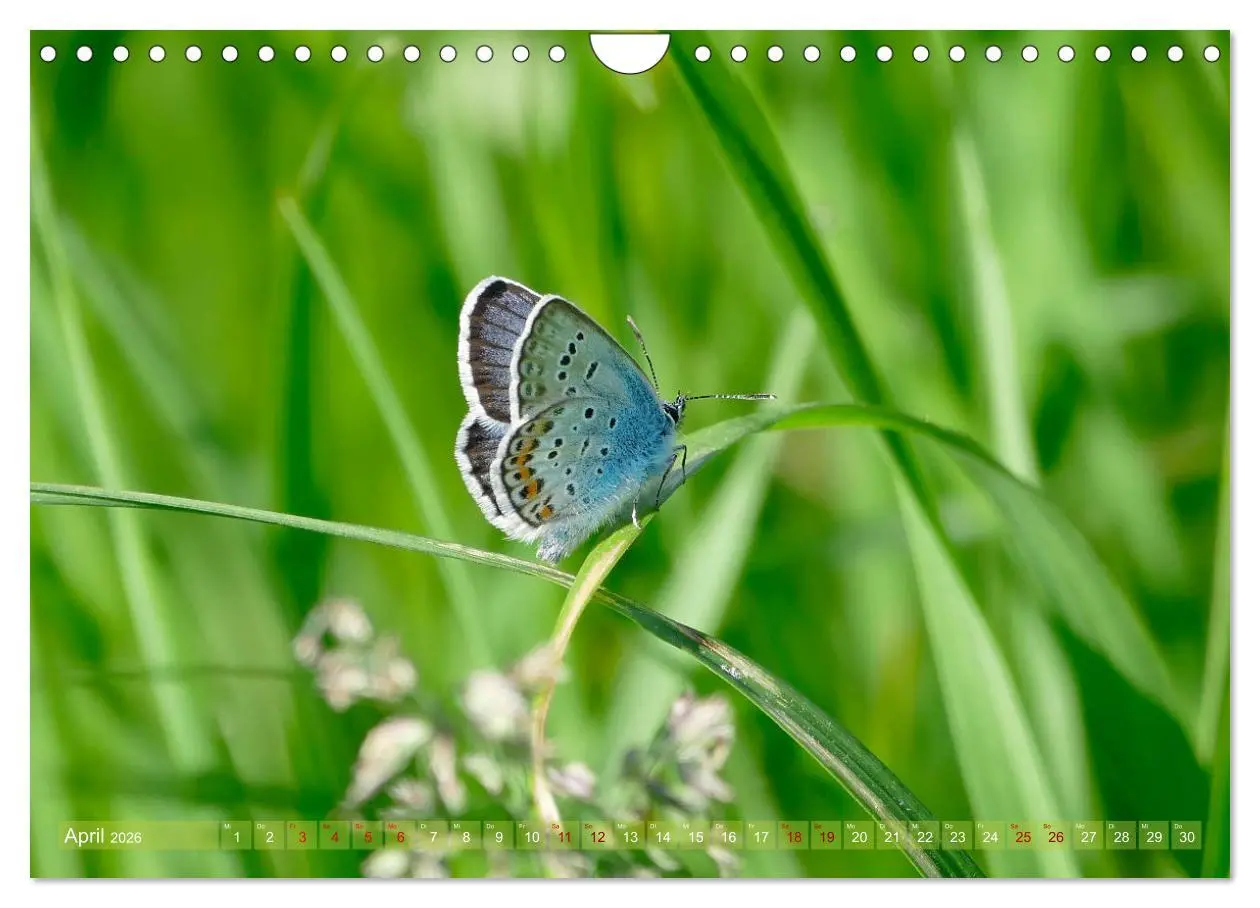 Bild: 9783457568460 | Schmetterlingsjahr (Wandkalender 2026 DIN A4 quer), CALVENDO...