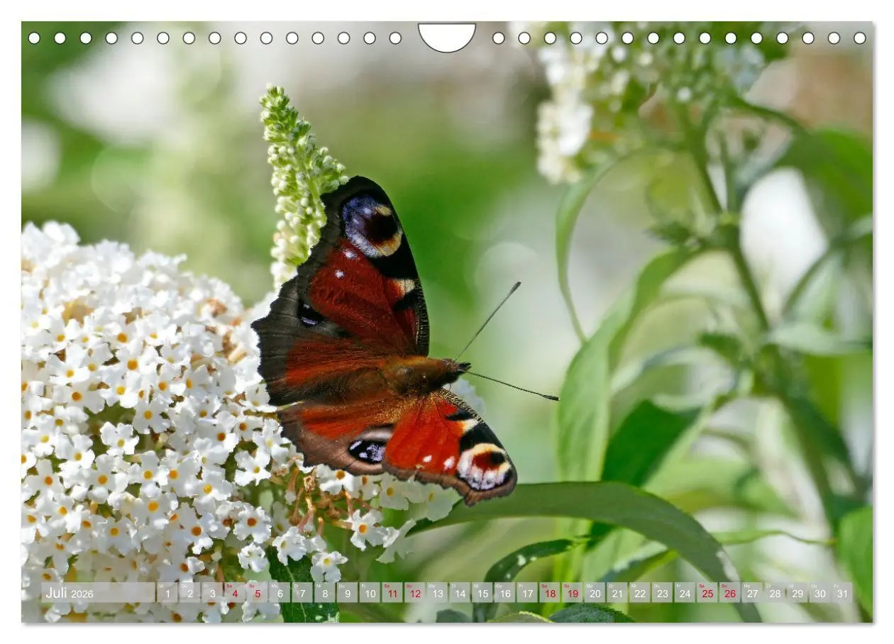 Bild: 9783457568460 | Schmetterlingsjahr (Wandkalender 2026 DIN A4 quer), CALVENDO...