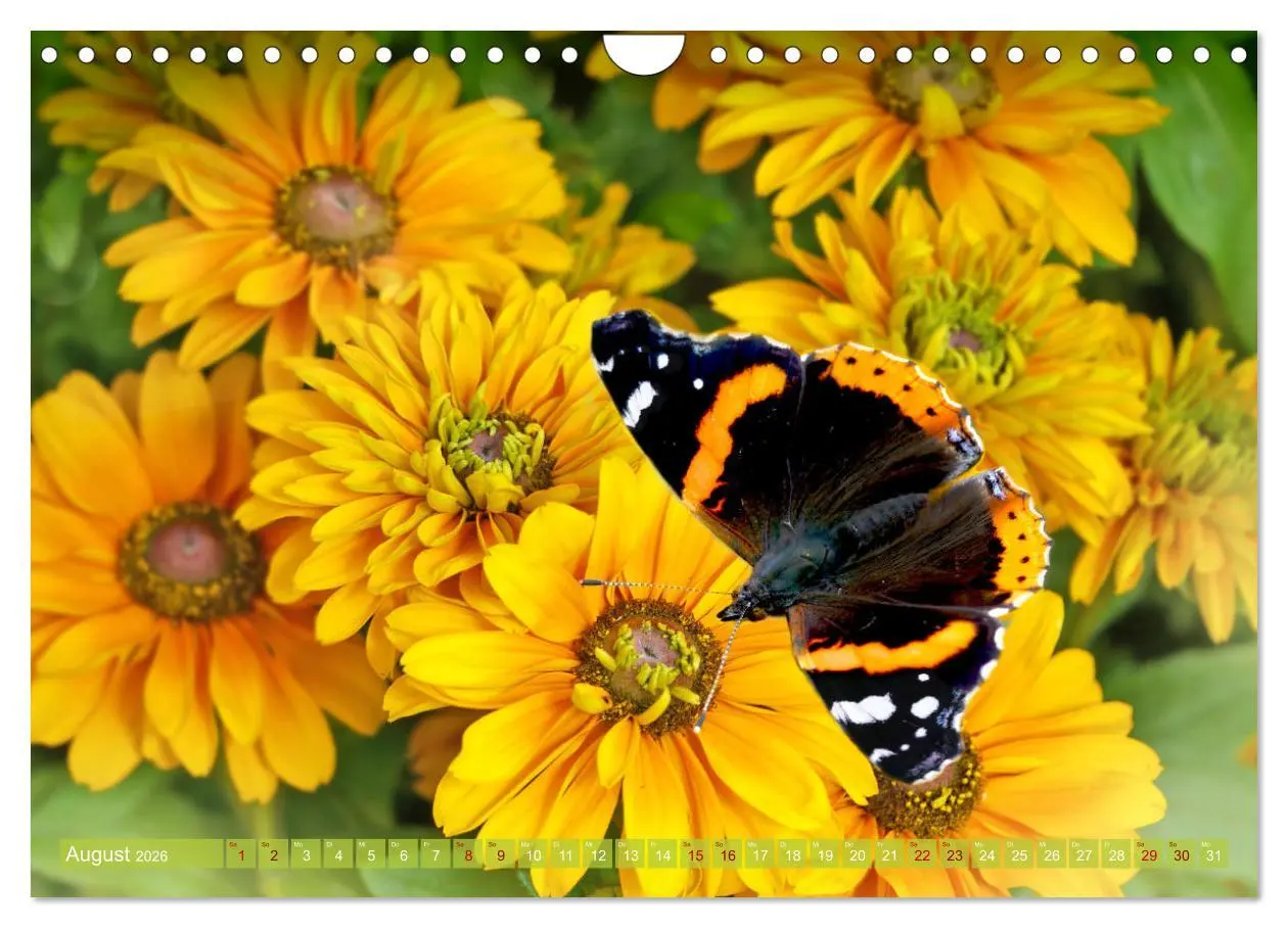 Bild: 9783457568460 | Schmetterlingsjahr (Wandkalender 2026 DIN A4 quer), CALVENDO...