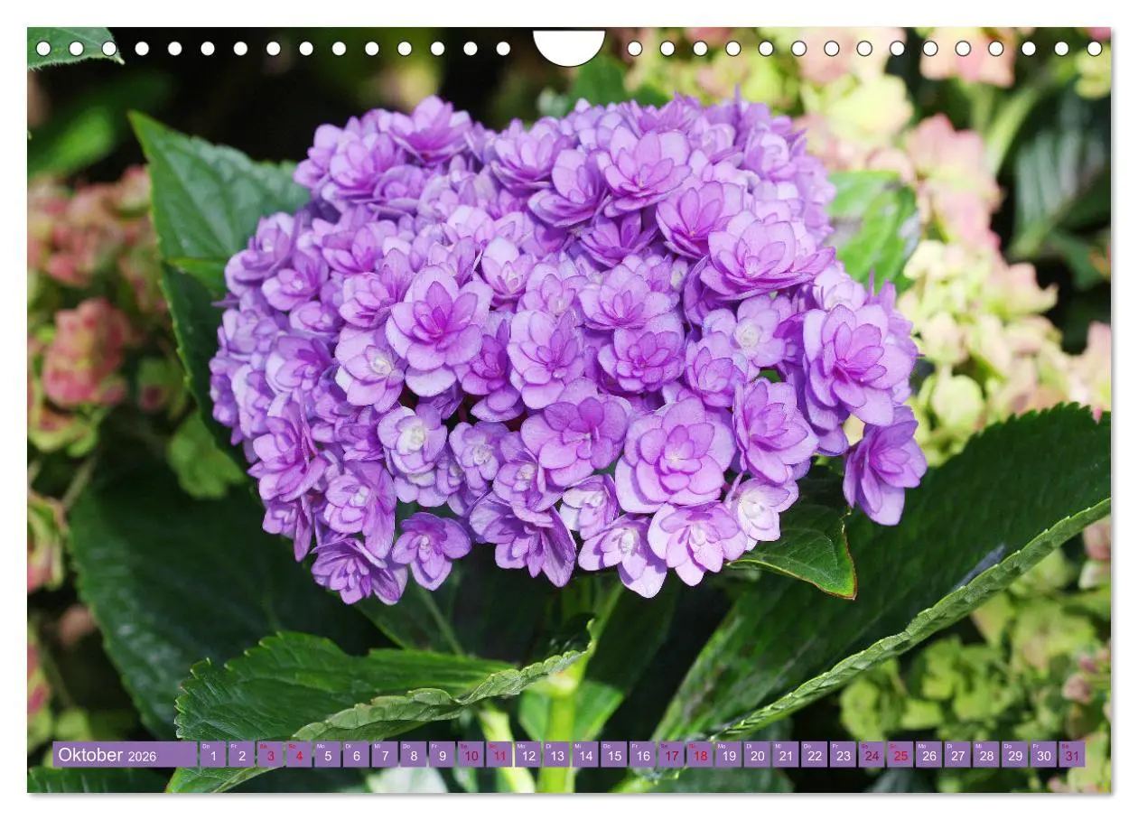 Bild: 9783457638460 | Liebenswerte Blüten (Wandkalender 2026 DIN A4 quer), CALVENDO...