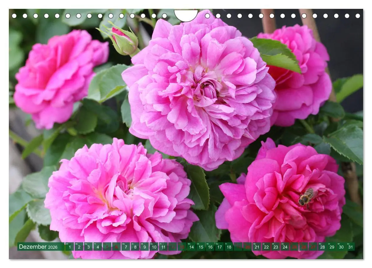 Bild: 9783457638460 | Liebenswerte Blüten (Wandkalender 2026 DIN A4 quer), CALVENDO...