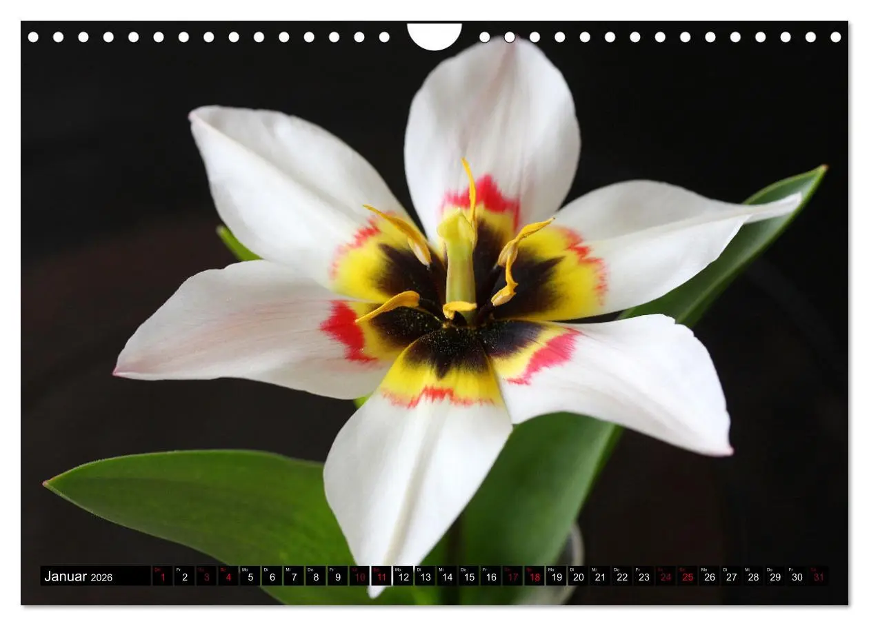 Bild: 9783457638460 | Liebenswerte Blüten (Wandkalender 2026 DIN A4 quer), CALVENDO...