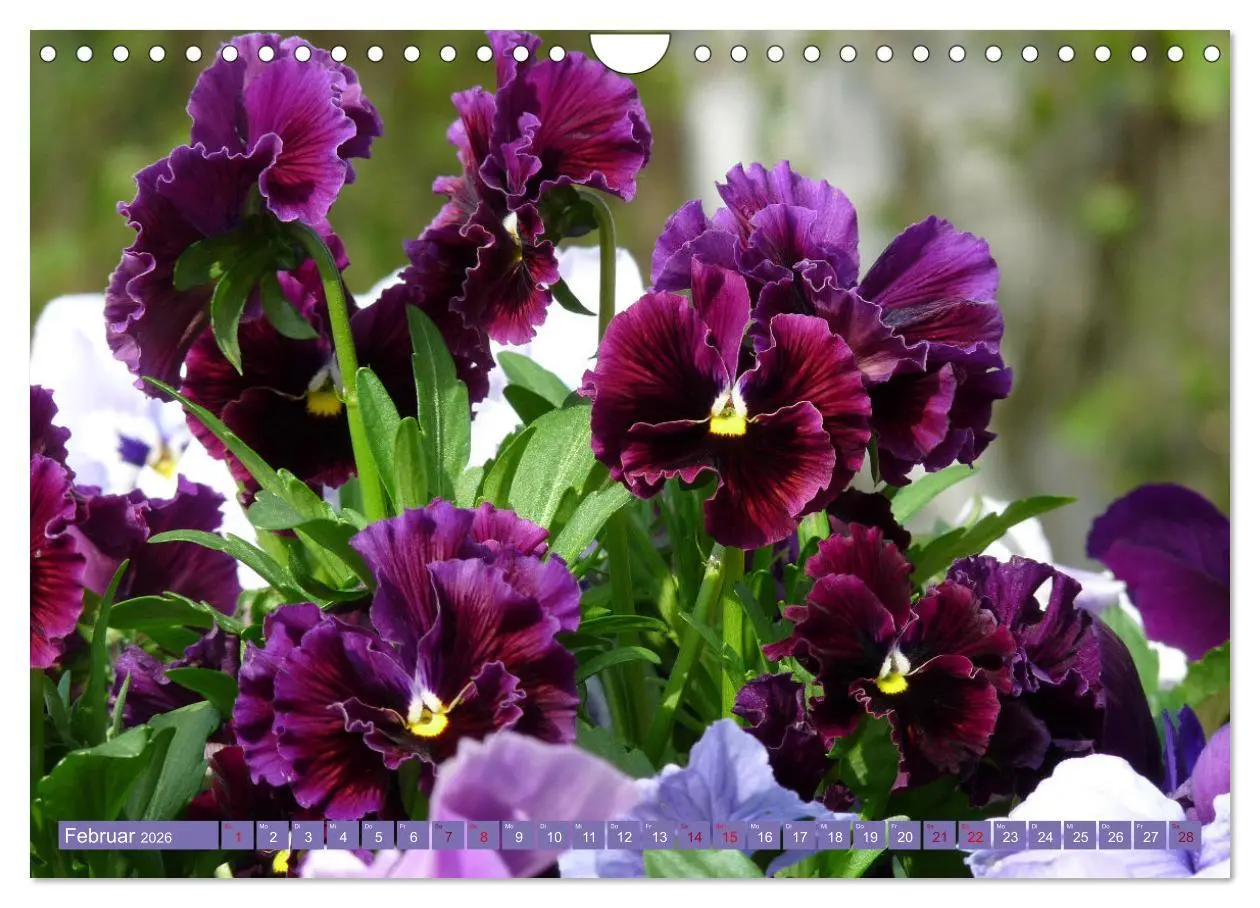 Bild: 9783457638460 | Liebenswerte Blüten (Wandkalender 2026 DIN A4 quer), CALVENDO...