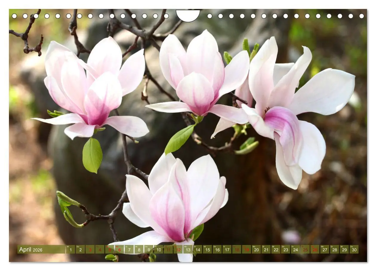 Bild: 9783457638460 | Liebenswerte Blüten (Wandkalender 2026 DIN A4 quer), CALVENDO...
