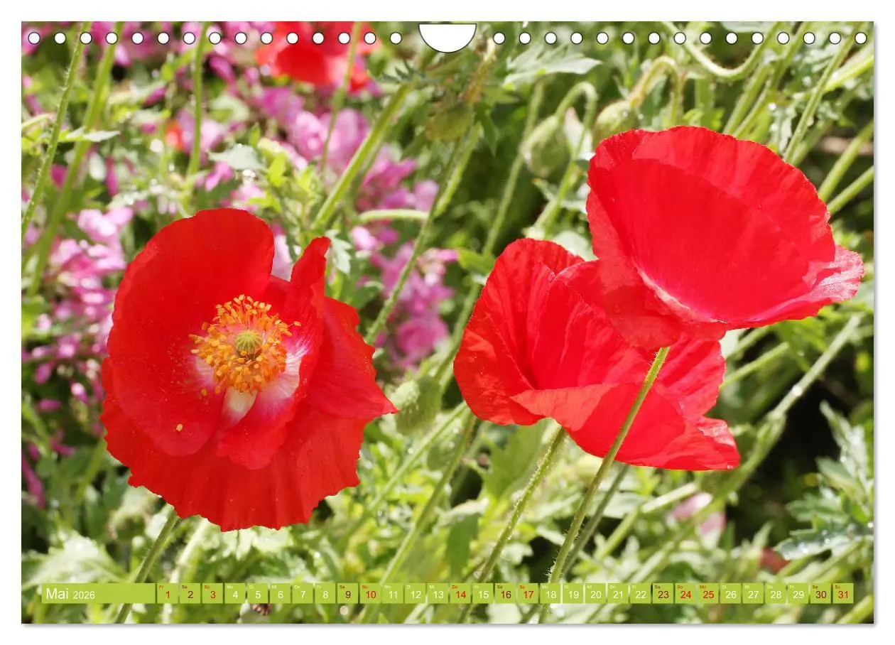 Bild: 9783457638460 | Liebenswerte Blüten (Wandkalender 2026 DIN A4 quer), CALVENDO...