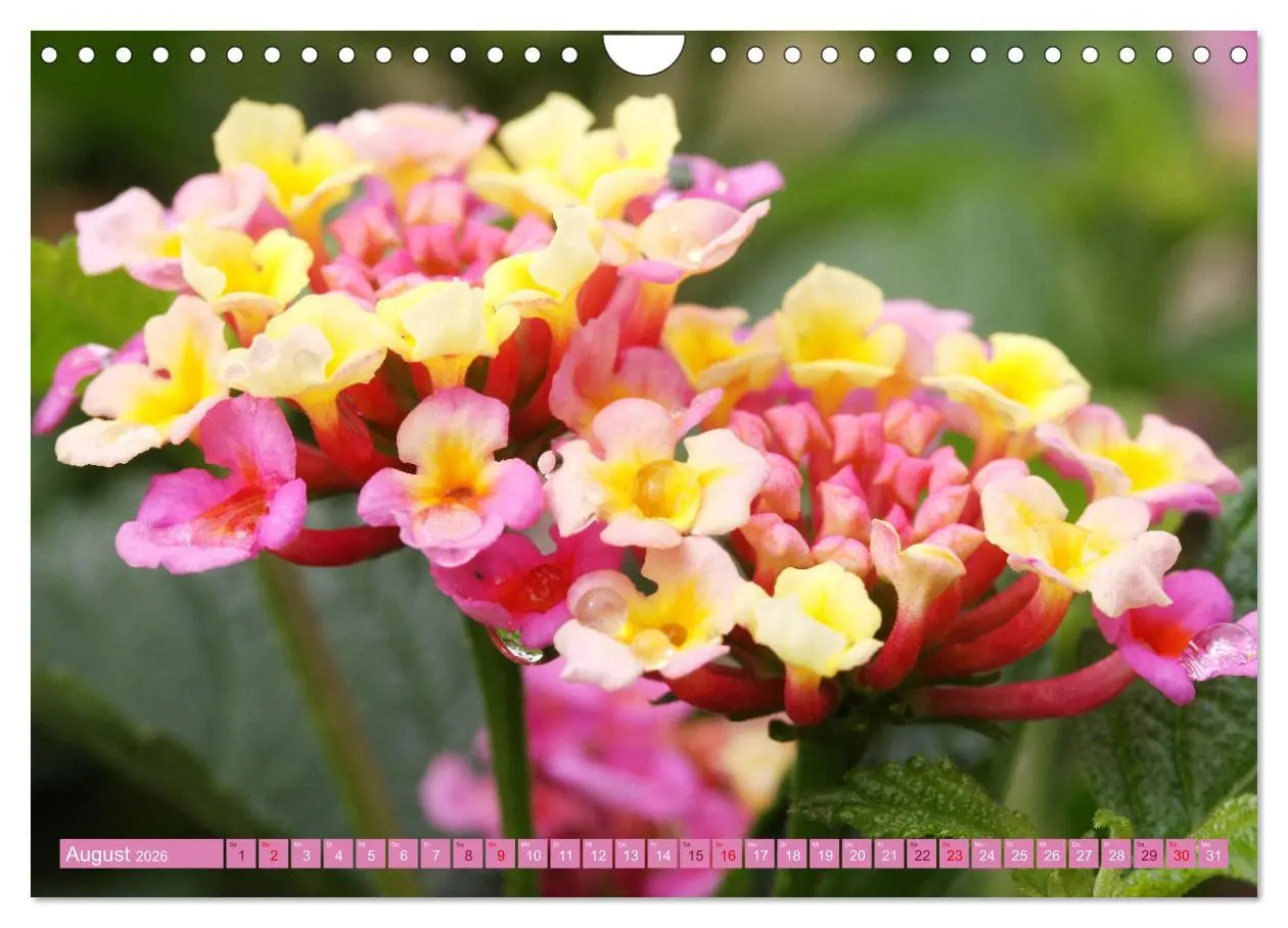 Bild: 9783457638460 | Liebenswerte Blüten (Wandkalender 2026 DIN A4 quer), CALVENDO...